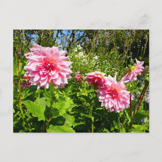 Rosa Dahlias (Otto's Thrill) Postkarte (Vorderseite)