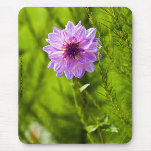 Rosa Dahlie, Aquarell-Effekt-Mauspad Mousepad