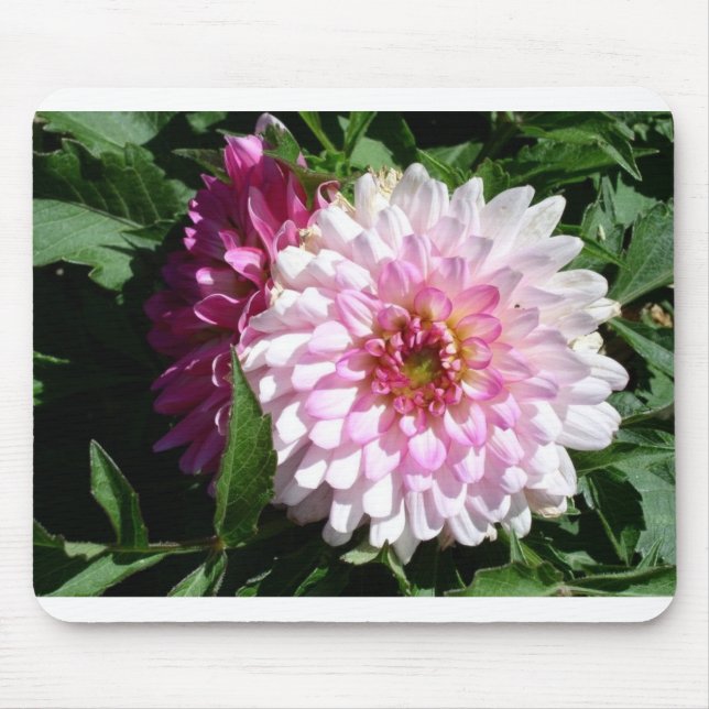 Rosa Dahlie Colorados Mousepad (Vorne)