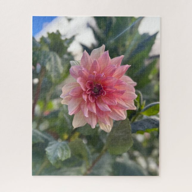 Rosa Dahlie, Palo Alto Puzzle (Vertikal)
