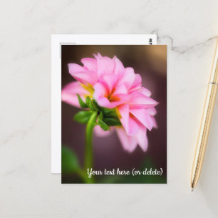 Rosa Dahlie Postkarte