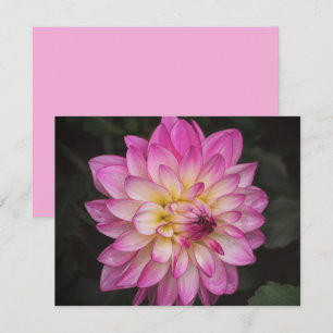 Rosa Dahlien-Blumen-Kunst-Notizkartenset Mitteilungskarte