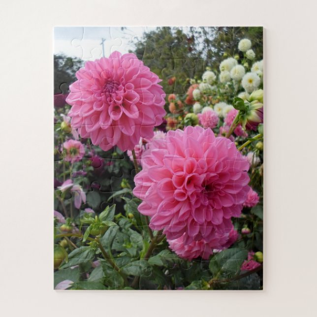 Rosa Dahlien Puzzle (Vertikal)