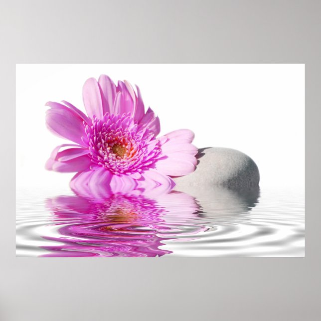 Rosa Daisie Poster (Vorne)