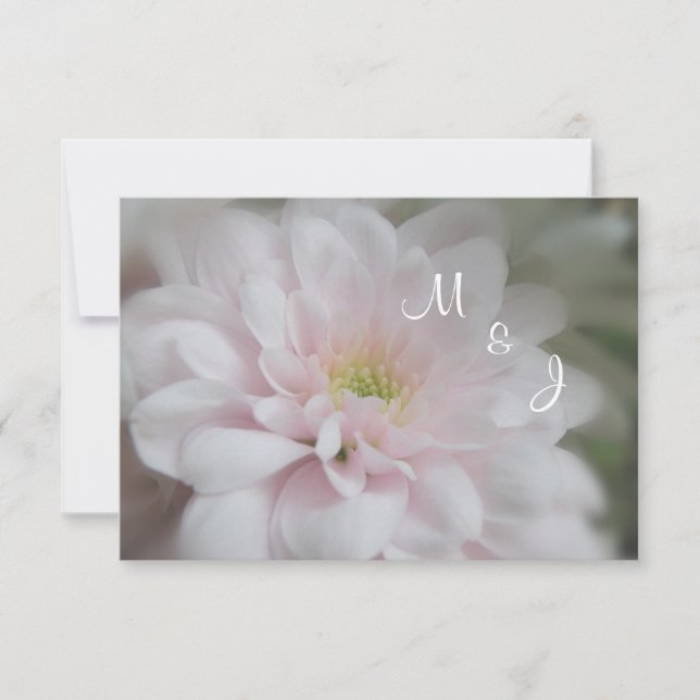 Rosa Daisy Mum Wedding Response RSVP Card Karte (Vorderseite)