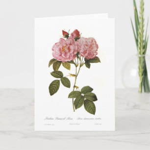 Rosa damascena italica karte