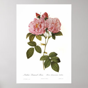 Rosa Damascena italica Poster