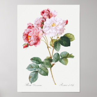 Rosa Damascena Poster