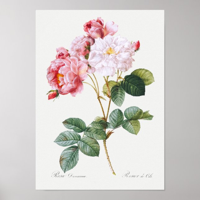 Rosa Damascena Poster (Vorne)