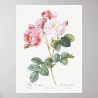 Rosa Damascena-Rose von Pierre-Joseph Redoute