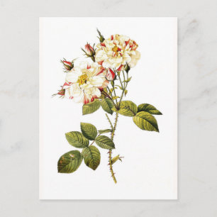 Rosa Damascena variegata Postkarte