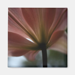 Rosa Dame Magnet