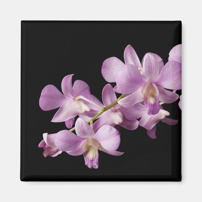 Rosa Dendrobium Orchid Blume auf Schwarz - Orchide Magnet (Vorne)