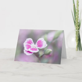 Rosa Dianthus-Blume Karte