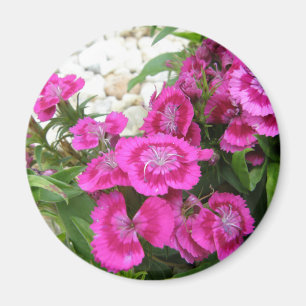 Rosa Dianthus/süßer William Magnet