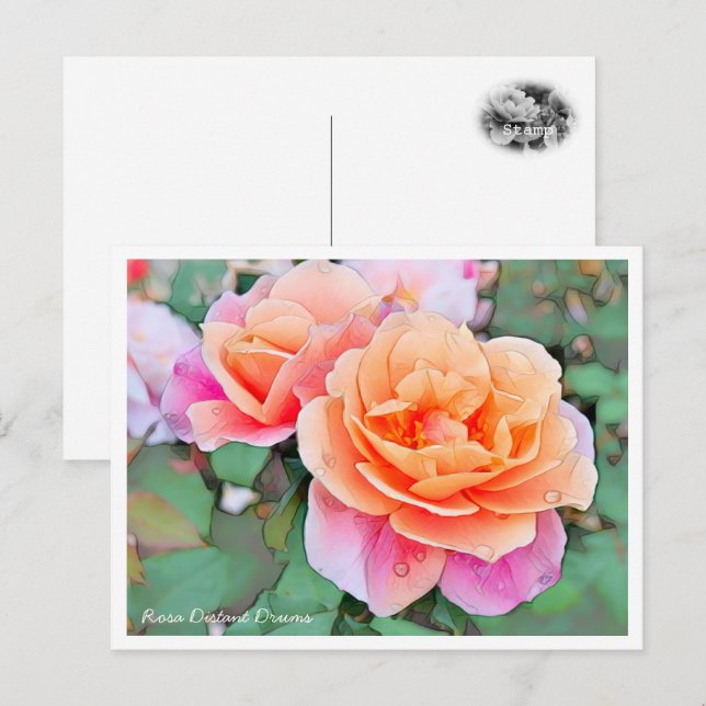Rosa Distant Drums Postkarte (Vorne/Hinten)