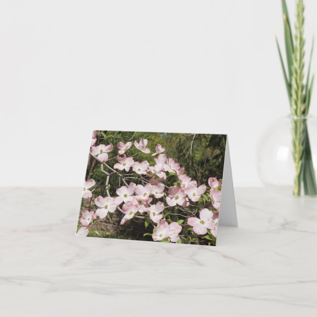 Rosa Dogwood (Vorderseite)