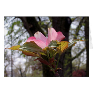 Rosa Dogwood