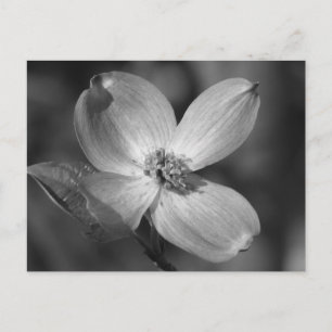 Rosa Dogwood Bloom Postkarte