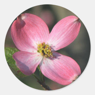 Rosa Dogwood Bloom Runder Aufkleber