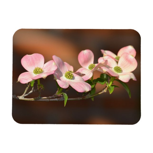 Rosa Dogwood-Blume Magnet (Horizontal)