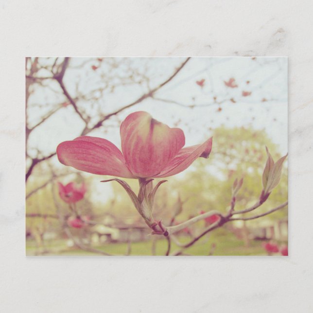 Rosa Dogwood-Blume Postkarte (Vorderseite)