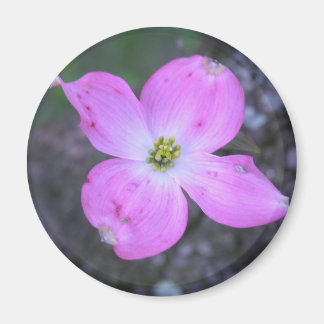 Rosa Dogwood Magnet