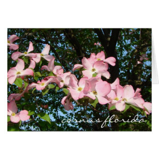Rosa-Dogwood-Spray "cornus florida"