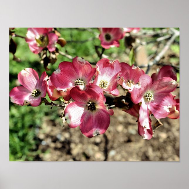 Rosa Dogwood Spring Blumen Poster (Vorne)
