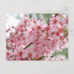 Rosa Dogwoods Postkarte