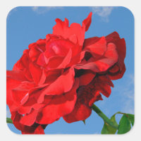 Rosa Don Juan mit blauem Himmel