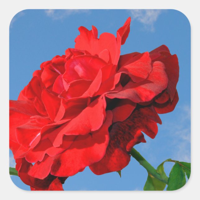Rosa Don Juan mit blauem Himmel Quadratischer Aufkleber (Vorderseite)
