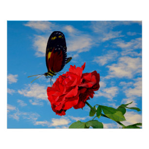 Rosa 'Don Juan' mit Schmetterling Poster