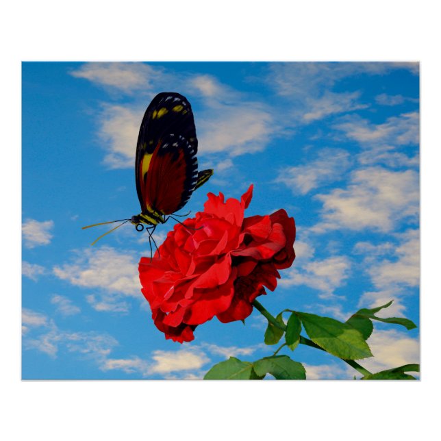 Rosa 'Don Juan' mit Schmetterling Poster (Vorderseite)