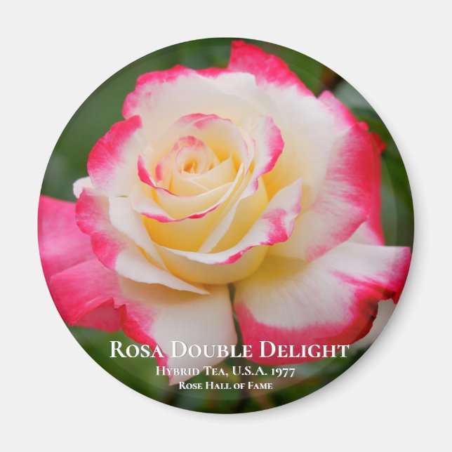 Rosa Double Delight Magnet (Vorne)