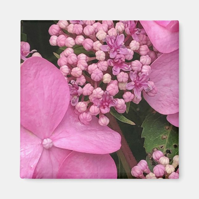 Rosa Drehung-n-Shout Endless Summer Hydrangea Magnet (Vorne)