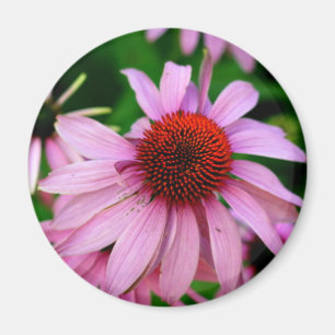 Rosa Echinacea-Blume-Magnet Magnet