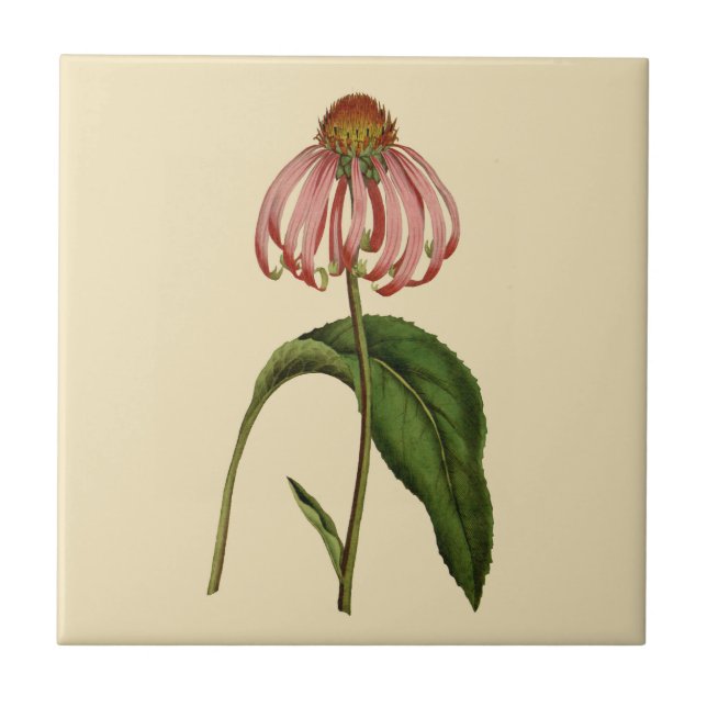 Rosa Echinacea-botanische TAN-Keramik-Fliese Fliese (Vorderseite)
