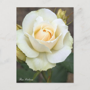 Rosa Edelweiss: Postkarte