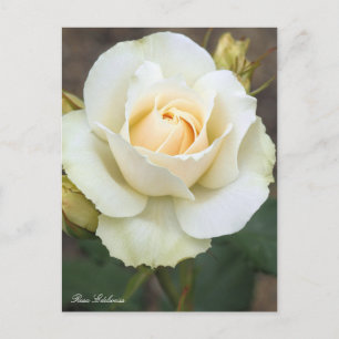 Rosa Edelweiss: Postkarte