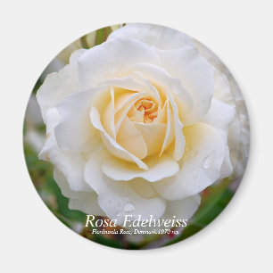 Rosa Edelweiss [Rundmagazin] Magnet