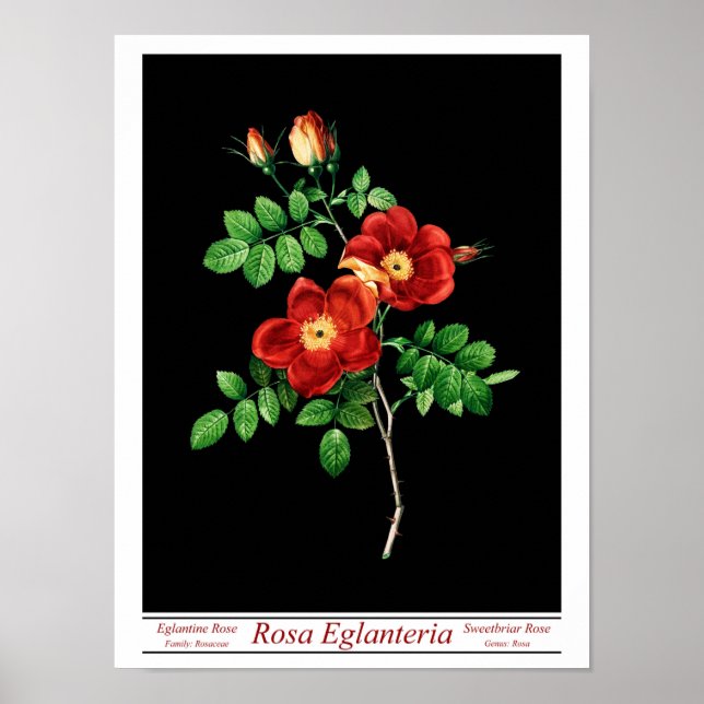 Rosa Eglanteria Black Poster (Vorne)