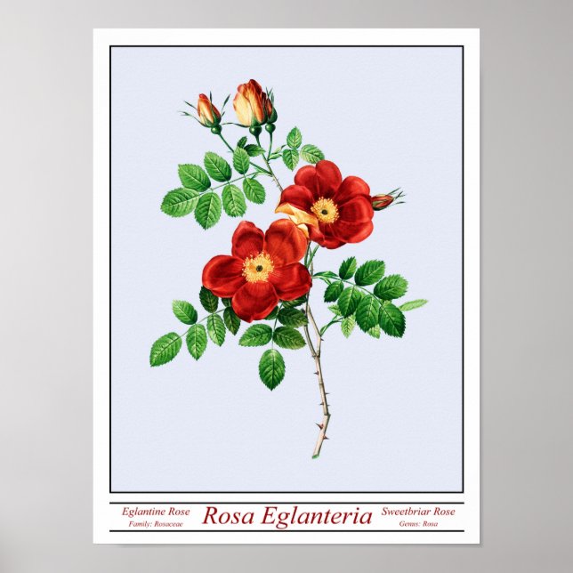 Rosa Eglanteria Blue Poster (Vorne)