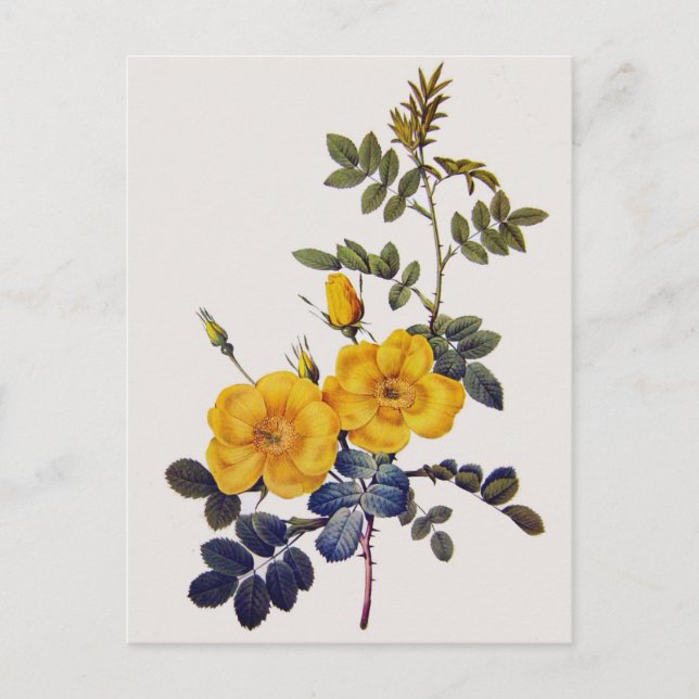 Rosa Eglanteria, P. J. Redoute, Wildgelbe Rosen Postkarte (Vorderseite)