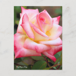 Rosa Elegant Lady [Postcard] Postkarte