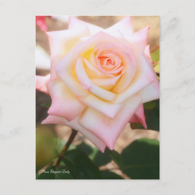 Rosa Elegant Lady [Postcard] Postkarte (Vorderseite)