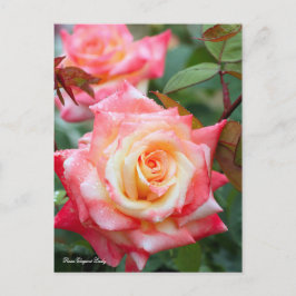 Rosa Elegant Lady [Postcard] Postkarte