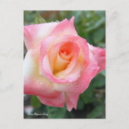 Rosa Elegant Lady [Postcard] Postkarte