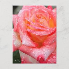 Rosa Elegant Lady [Postcard] Postkarte