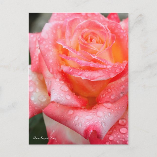 Rosa Elegant Lady [Postcard] Postkarte (Vorderseite)